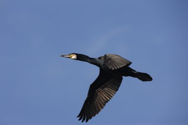 karabatak phalacrocorax carbo