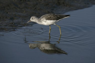 Greenshank, Tringa nebularia