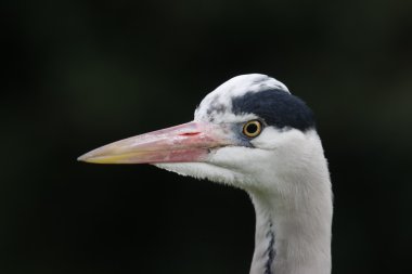Gri balıkçıl, Ardea cinerea,