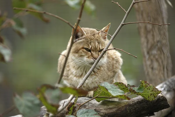 Gatos selvagens, Felis silvestris gordonoi — Fotografia de Stock