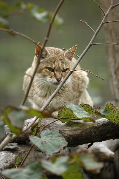 Gordons vadmacska, Felis silvestris gordonoi — Stock Fotó