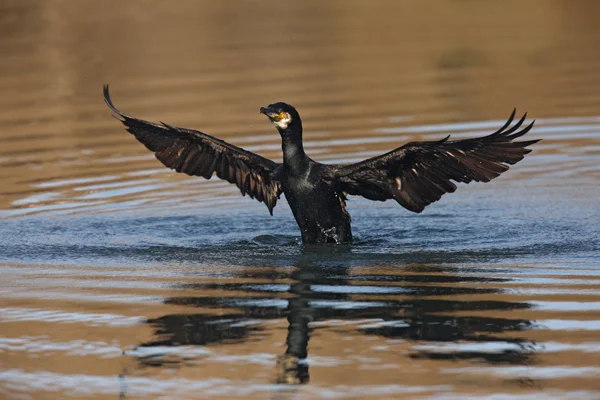 Kormoran, Phalacrocorax carbo — Stockfoto