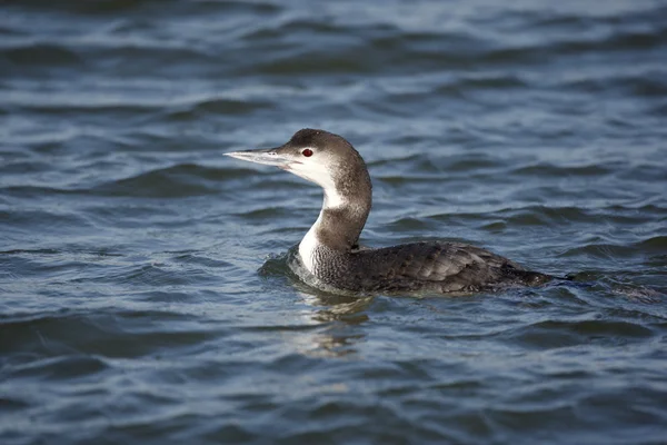 Great northern diver, Gavia immer — Stock Photo, Image