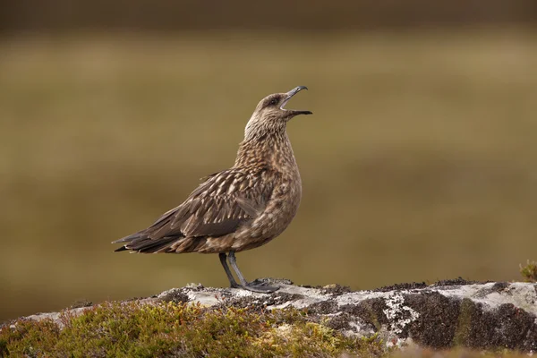 Grand skua, Stercorarius skua , — Photo