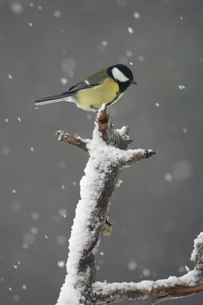 大山雀，parus 主要 — 图库照片