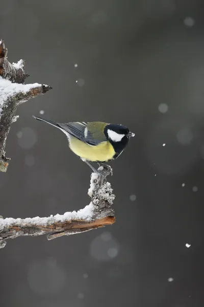 Большая синица, Parus major — стоковое фото