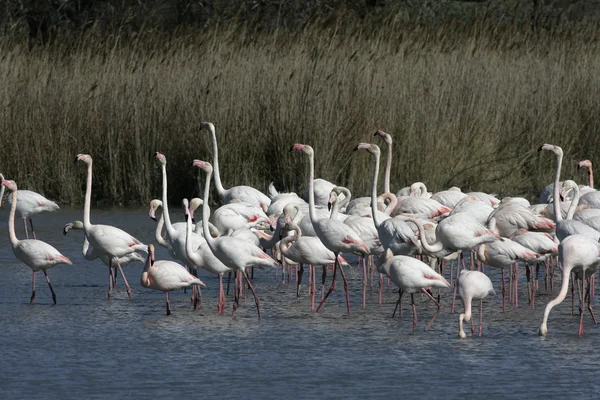 Großer Flamingo, Phoenicopterus ruber — Stockfoto