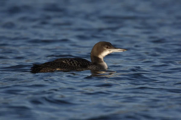 Großer nördlicher taucher, gavia immer — Stockfoto