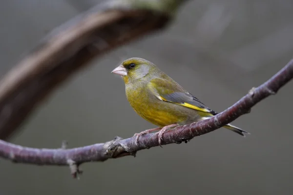 Greenfinch, Carduelis chloris — Stok fotoğraf