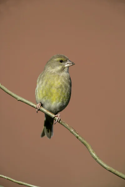 Verderón común, carduelis chloris — Foto de Stock