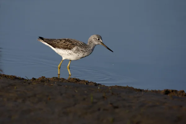 Groenpootruiter, tringa nebularia — Stockfoto