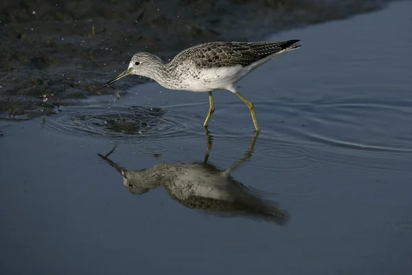 Groenpootruiter, tringa nebularia — Stockfoto