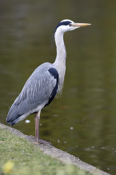 Garza gris, Ardea cinerea, — Foto de Stock