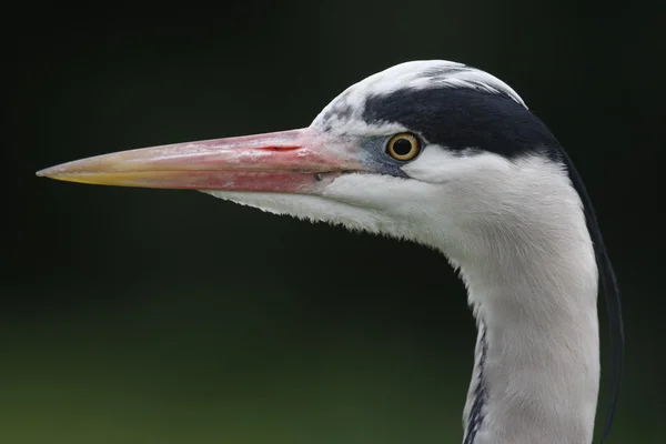 Garza gris, Ardea cinerea, — Foto de Stock