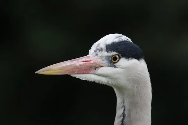 Garza gris, Ardea cinerea, — Foto de Stock