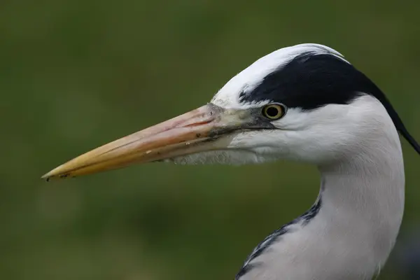Grey heron, Ardea cinerea, — Stock Photo, Image