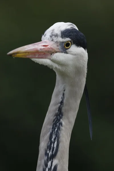 Garza gris, Ardea cinerea, — Foto de Stock