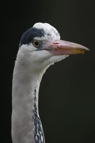 Grey heron, Ardea cinerea, — Stock Photo, Image