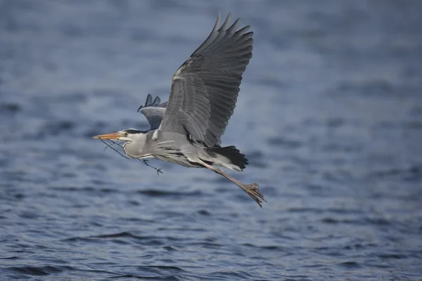 Garza gris, Ardea cinerea, — Foto de Stock