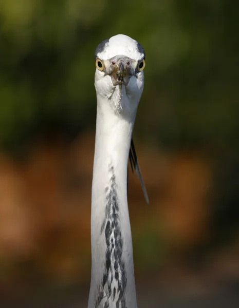 Garza gris, Ardea cinerea, — Foto de Stock