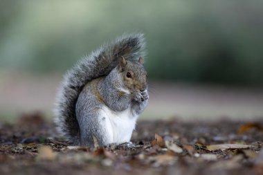 grijze eekhoorn, sciurus carolinensis