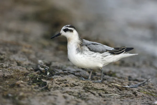 Grey Phalarope, Phalaropus fulicaria — Stock Photo, Image