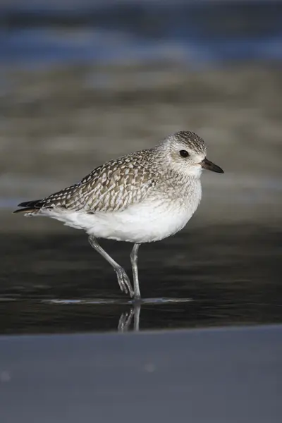 Šedá Kulík, pluvialis squatarola — Stock fotografie