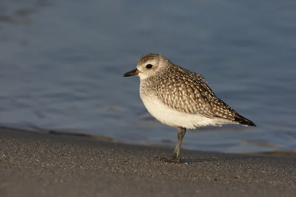 Šedá Kulík, pluvialis squatarola — Stock fotografie