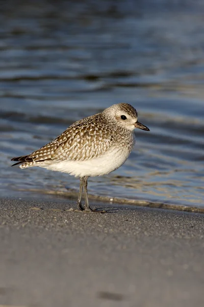 Grå strandpipare, pluvialis squatarola — Stockfoto