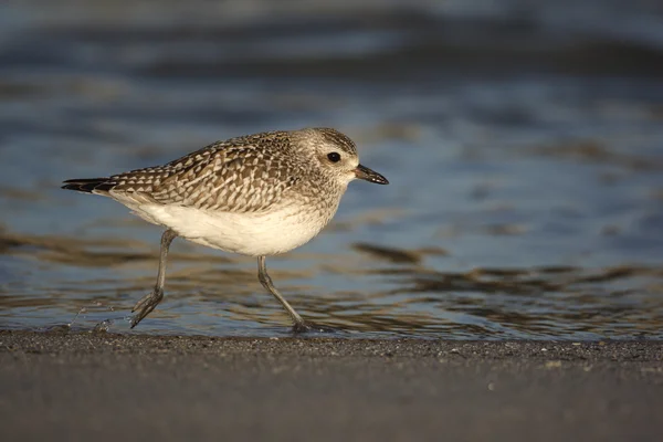 Plover cinzento, Pluvialis squatarola — Fotografia de Stock