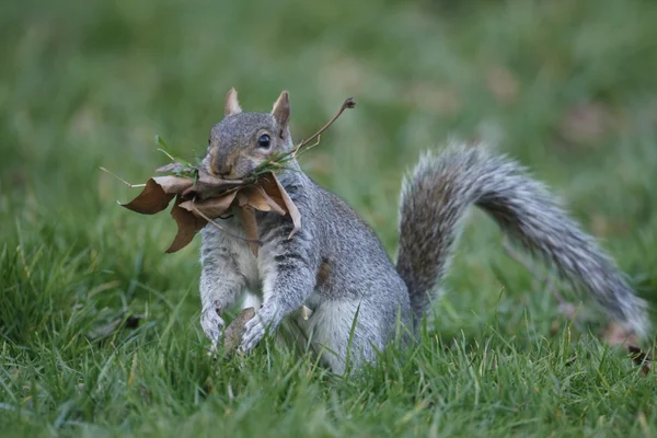 Šedá veverka, sciurus carolinensis — Stock fotografie