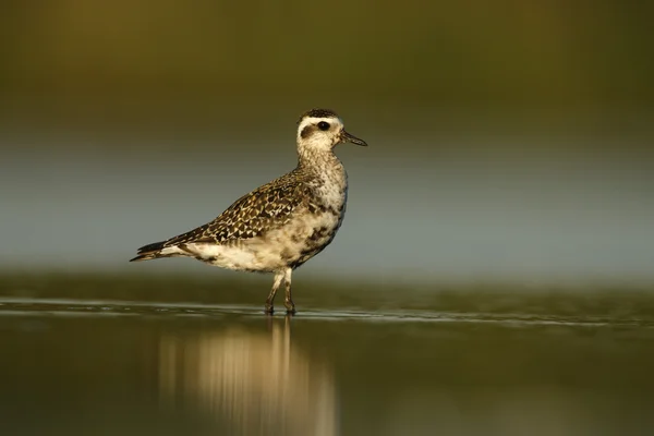 灰色淡水湖、 生红球藻 squatarola — 图库照片