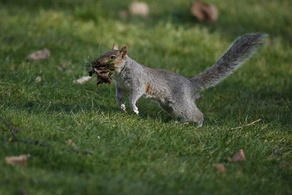 ГРЕЙ СКУРРЕЛ, Sciurus carolfsis — стоковое фото