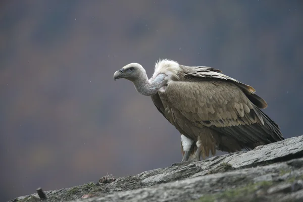 Buitre leonado, Gyps fulvus —  Fotos de Stock