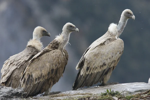 Grifone Avvoltoio, Gyps fulvus — Foto Stock