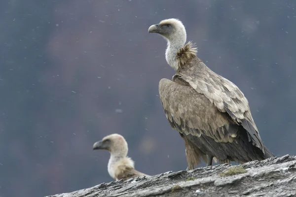 Griffongam, Gyps fulvus — Stockfoto