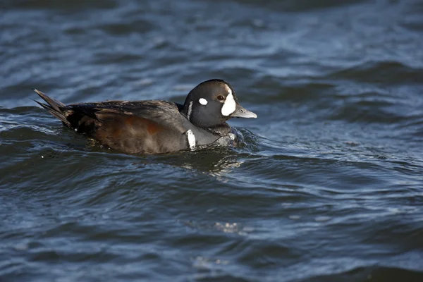 Pato-arlequim, Histrionicus histrionicus , — Fotografia de Stock