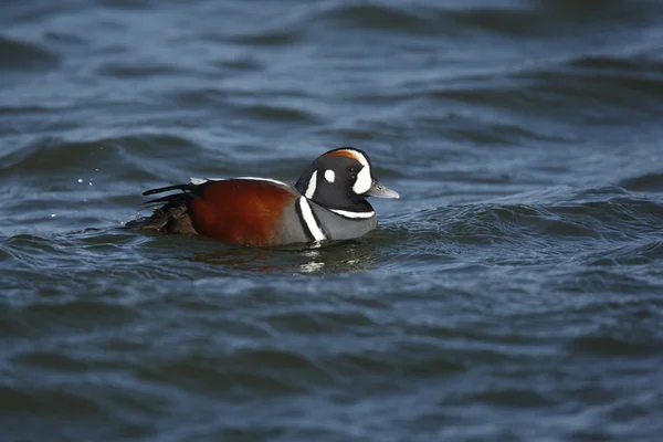 Pato arlequín, Histrionicus histrionicus , —  Fotos de Stock