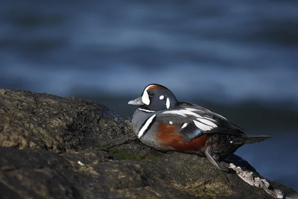 Harlequin duck, Histrionicus histrionicus, — Stock Photo, Image