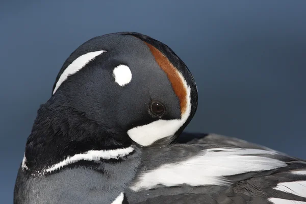 Harlequin duck, Histrionicus histrionicus, — Stock Photo, Image