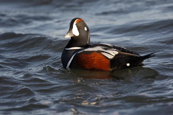 Harlequin duck, Histrionicus histrionicus, — Stock Photo, Image