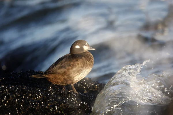 Pato arlequín, Histrionicus histrionicus , —  Fotos de Stock