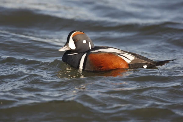 Harlequin duck, Histrionicus histrionicus, — Stock Photo, Image
