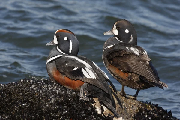 Pato-arlequim, Histrionicus histrionicus , — Fotografia de Stock