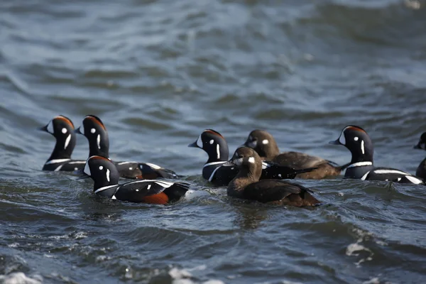 Pato-arlequim, Histrionicus histrionicus , — Fotografia de Stock