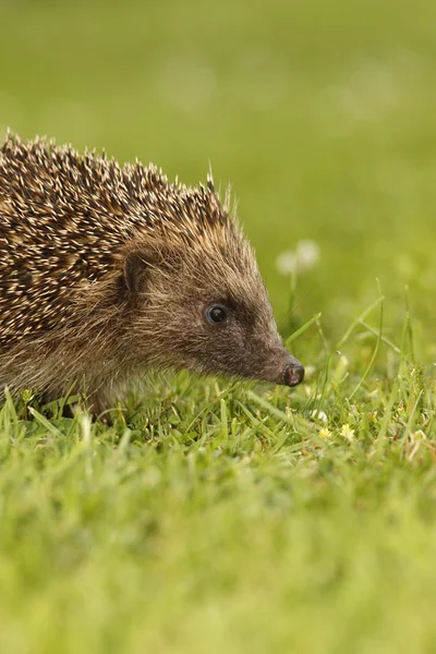 Hedgehog, Erinaceus europaeus — Stock Photo, Image