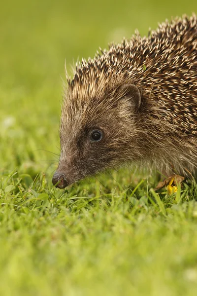 Hedgehog, Erinaceus europaeus — Stock Photo, Image