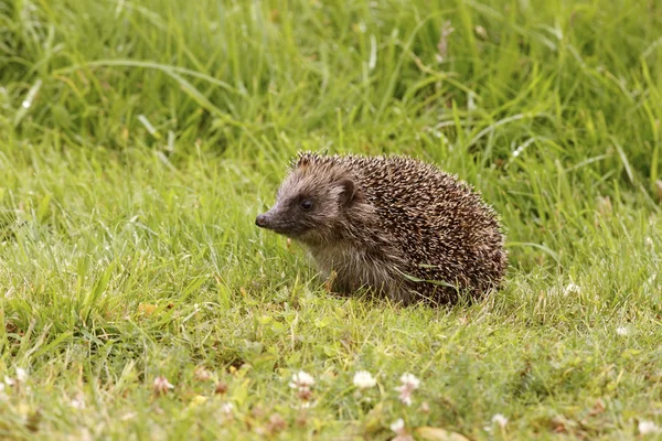 Hedgehog, Erinaceus europaeus — Stock Photo, Image