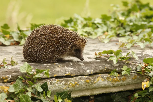 Hedgehog, Erinaceus europaeus — Stock Photo, Image
