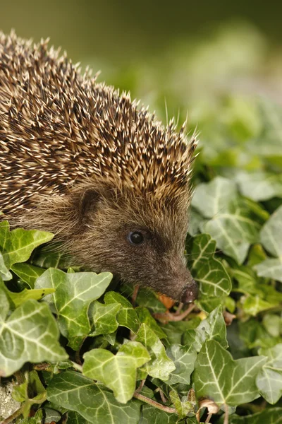 Hedgehog, Erinaceus europaeus — Stock Photo, Image